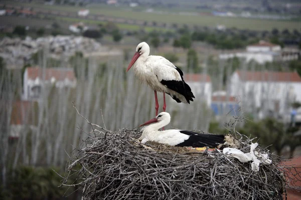 White stork, Ciconia ciconia,