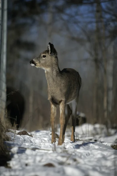 White-tailed deer, Odocoileus virginianus — Stock Photo, Image