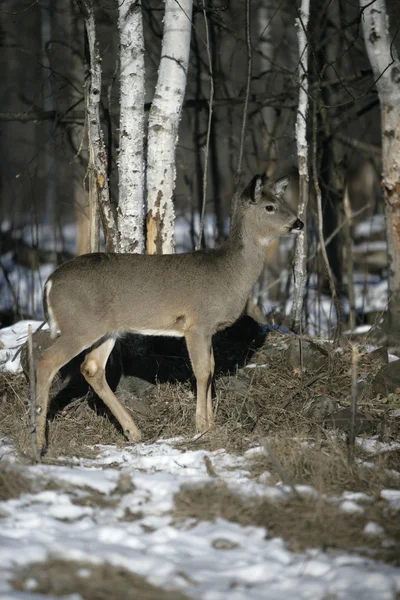 White-tailed deer, Odocoileus virginianus — Stock Photo, Image