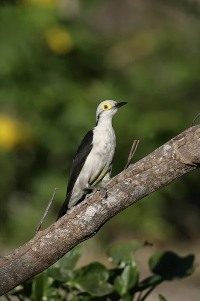 白いキツツキ、melanerpes 組成 — ストック写真