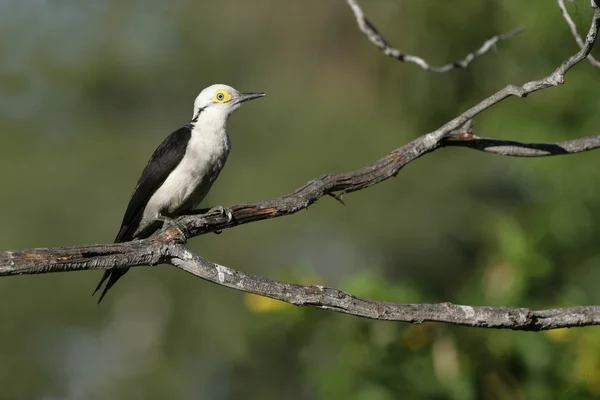 Hvid spætte, Melanerpes candidus - Stock-foto