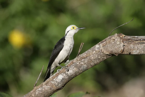 Witte specht, melanerpes candidus — Stockfoto