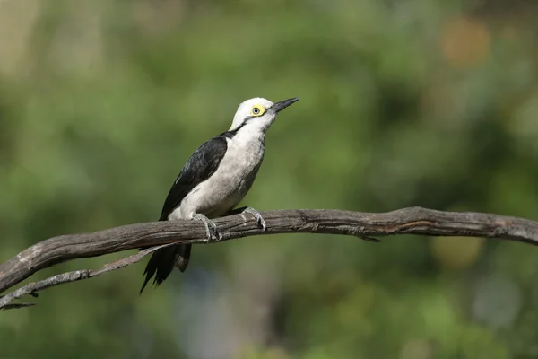 Pájaro carpintero blanco, Melanerpes candidus — Foto de Stock