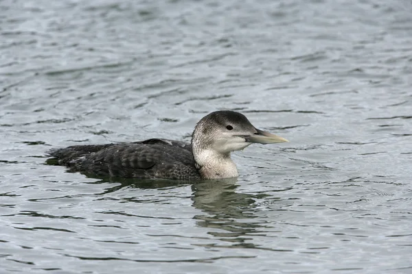 White-billed diver, Gavia adamsii — Stock Photo, Image