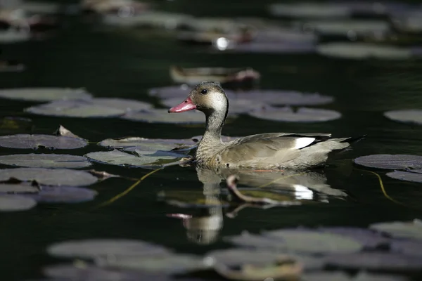 Canard à joues blanches, Anas bahamensis — Photo