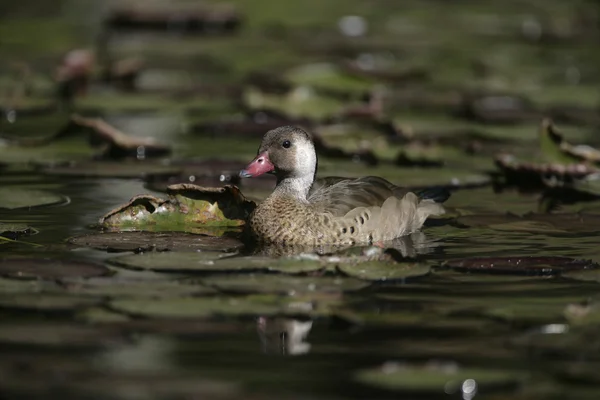 Weißwangenfischer, anas bahamensis — Stockfoto