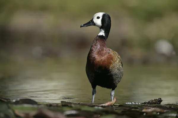 Weißwangenfischer, anas bahamensis, — Stockfoto