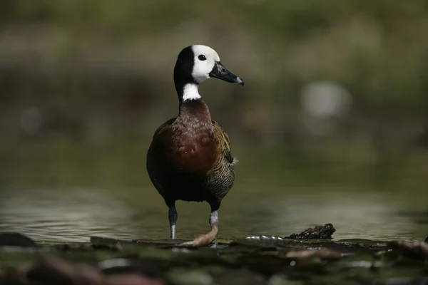 White-cheeked Midwesten, anas bahamensis, — Stockfoto