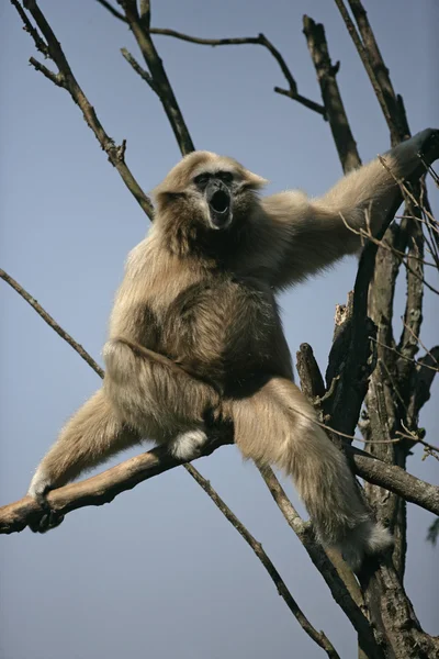 Gibón de mano blanca, Hylobates lar — Foto de Stock