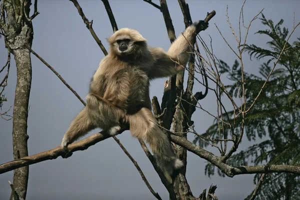 Gibón de mano blanca, Hylobates lar — Foto de Stock