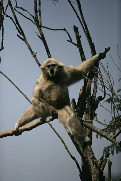 Wit-handed gibbon, hylobates lar — Stockfoto
