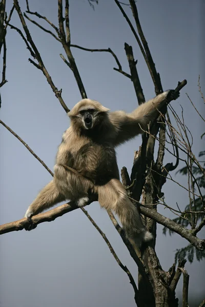 Gibón de mano blanca, Hylobates lar — Foto de Stock