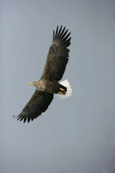 オジロワシ海ワシ、haliaeetus アマオブネ — ストック写真