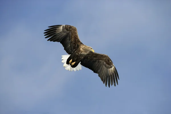 Vulturul cu coadă albă, Haliaeetus albicilla — Fotografie, imagine de stoc