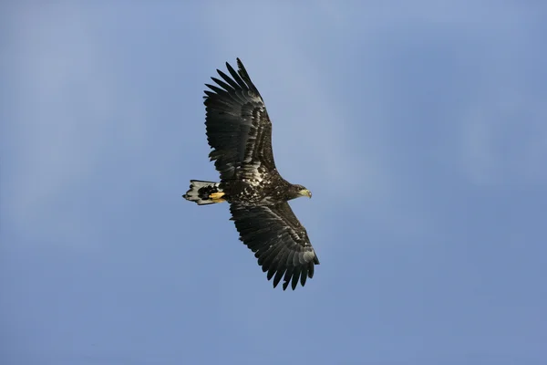 Zee-zeearend, haliaeetus albicilla — Stockfoto