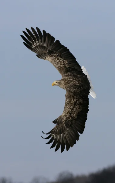 Valkopäämerikotka, Haliaeetus albicilla — kuvapankkivalokuva