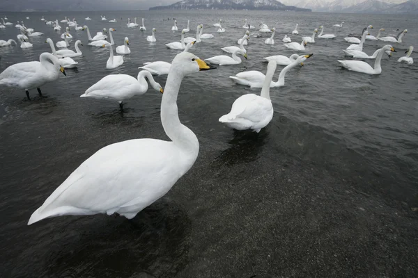 Cisne de Whooper, Cygnus cygnus — Fotografia de Stock