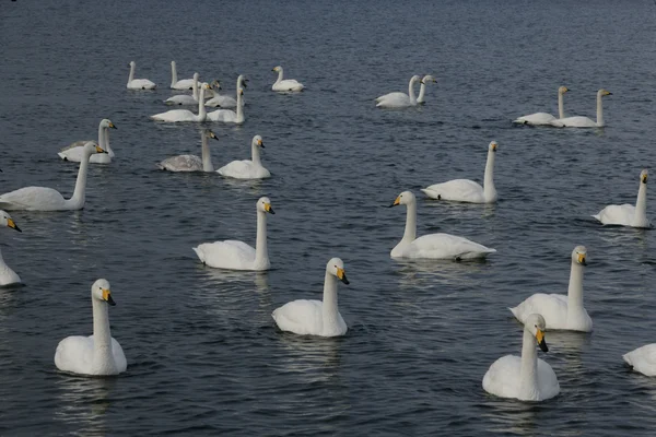 Cisne de Whooper, Cygnus cygnus — Fotografia de Stock