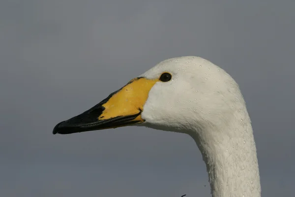 Whooper Swan, Cygnus ygnus — стоковое фото