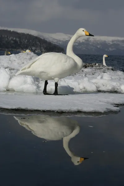 Cisne de Whooper, Cygnus cygnus — Fotografia de Stock