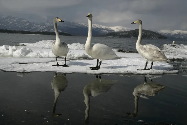 Cisne cantor, cygnus cygnus —  Fotos de Stock