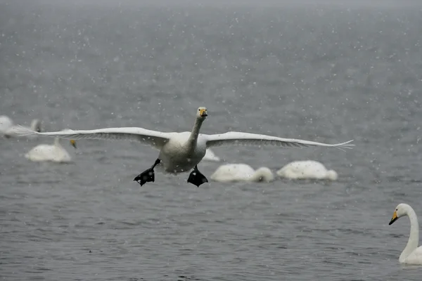 Whooper swan, Cygnus cygnus — Stock Photo, Image