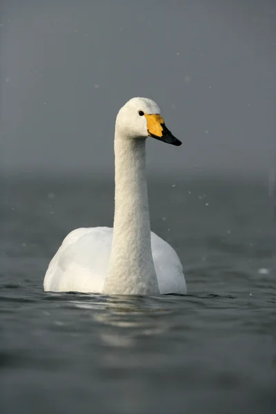 Whooper swan, Cygnus cygnus — Stock Photo, Image