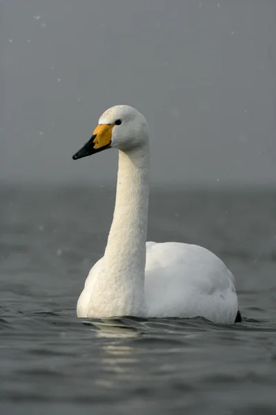 Whooper swan, Cygnus cygnus — Stock Photo, Image