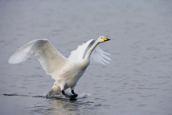 Whooper swan, Cygnus cygnus — Stock Photo, Image