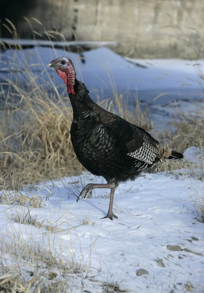 Wild turkey, Meleagris gallopavo — Stock Photo, Image