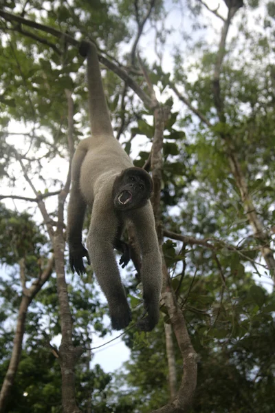 Mono lanudo marrón o común, Lagothrix lagotricha — Foto de Stock