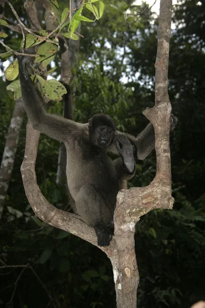 Mono lanudo marrón o común, Lagothrix lagotricha — Foto de Stock