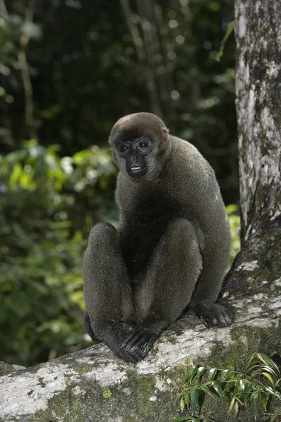 Brązowy lub Wspólne woolly małpa, lagothrix lagotricha — Zdjęcie stockowe