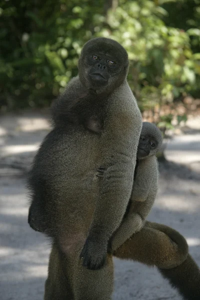 Bruin of gemeenschappelijke wolapen, lagothrix lagotricha — Stockfoto