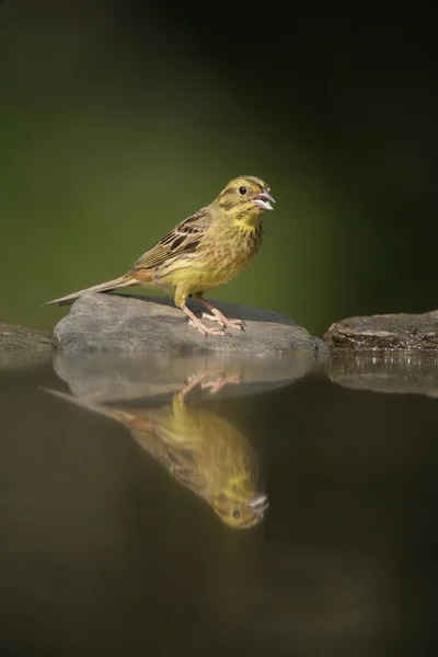 Trznadel zwyczajny, emberiza citrinella — Zdjęcie stockowe