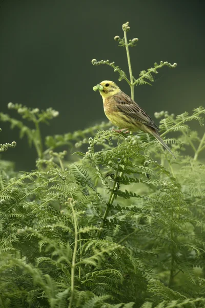 Strnad obecný, emberiza citrinella — Stock fotografie