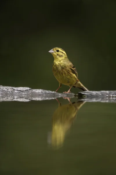 Yellowhammer, Emberiza citrinella — Stok fotoğraf