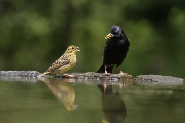 Escribano cerillo, emberiza citrinella —  Fotos de Stock