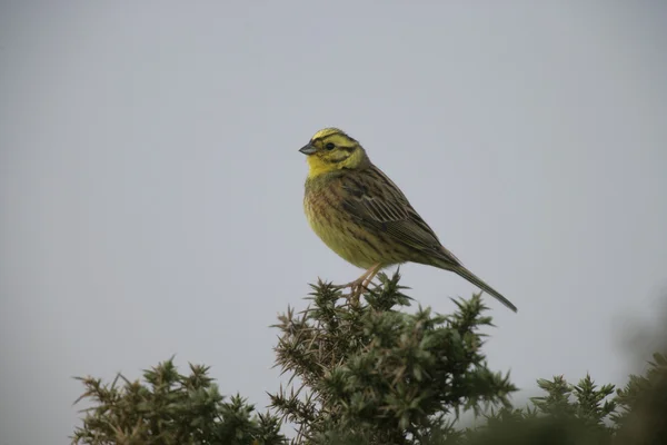 Escribano cerillo, emberiza citrinella —  Fotos de Stock