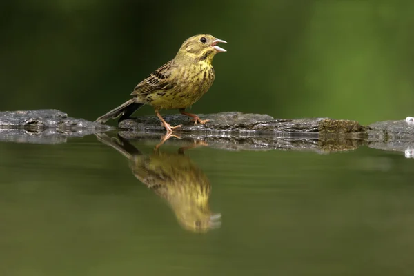 Escribano cerillo, emberiza citrinella —  Fotos de Stock