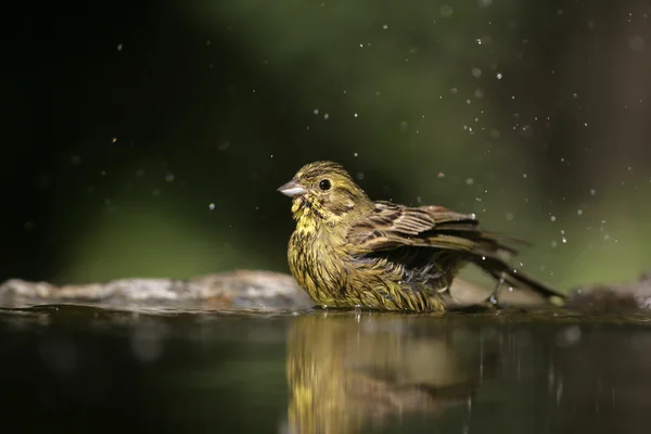 Escribano cerillo, emberiza citrinella —  Fotos de Stock