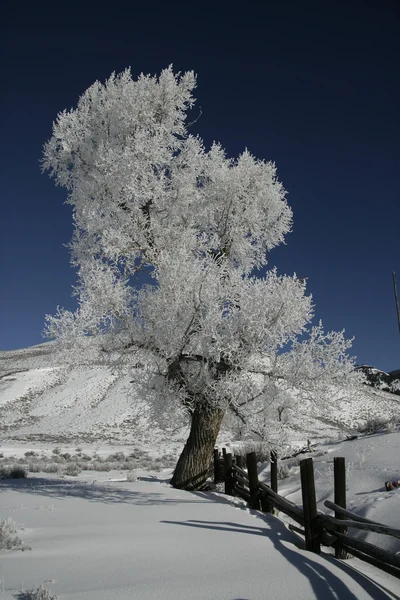 Parco nazionale di Yellowstone — Foto Stock