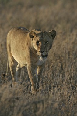 Afrika aslanı, panthera leo