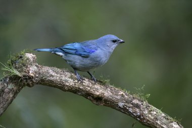 Azure omuzlu tanager, thraupis cyanoptera