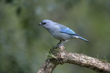 Azure omuzlu tanager, thraupis cyanoptera