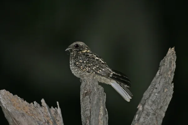 Habeş Çobanaldatangiller, caprimulgus poliocephalus — Stok fotoğraf