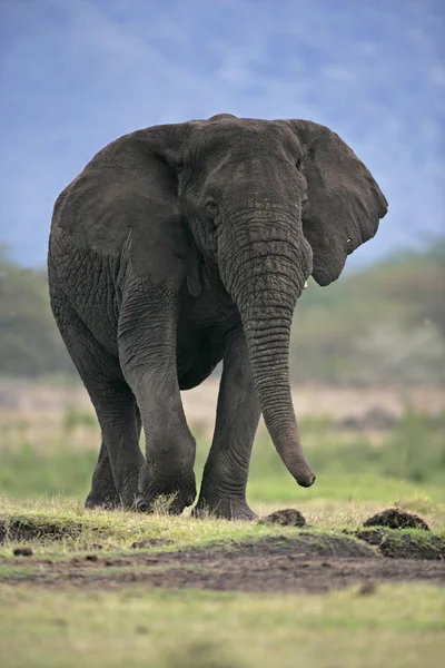 非洲大象象是 — 图库照片