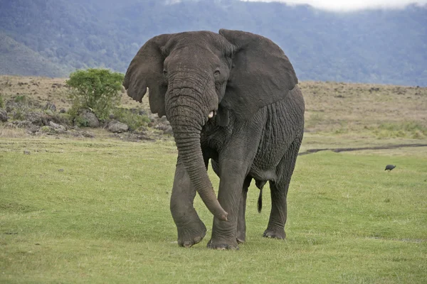Slon africký, loxodonta africana — Stock fotografie