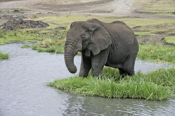 アフリカ象アフリカゾウ — ストック写真