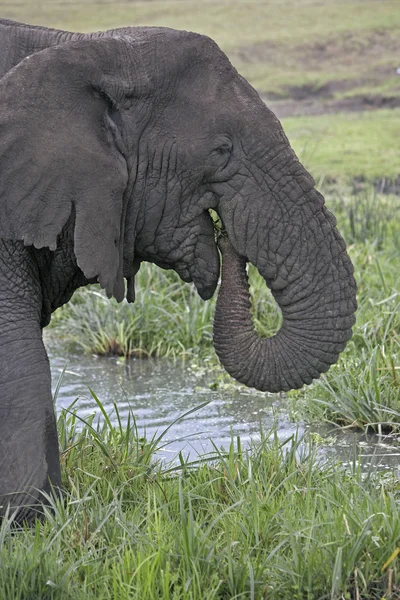 Elefante africano, Loxodonta africana — Fotografia de Stock